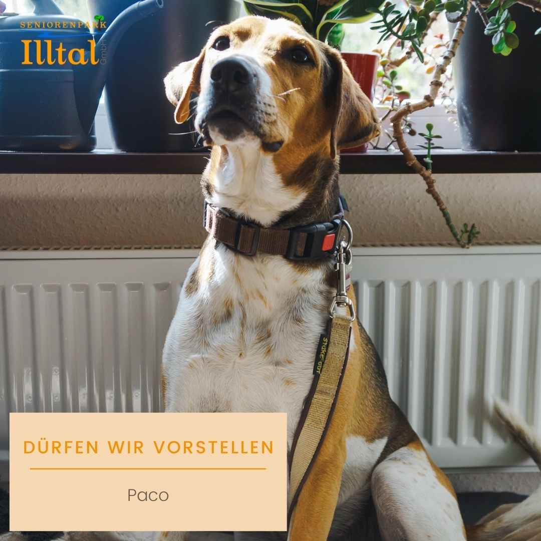 Dürfen wir vorstellen - Paco Hund der Seniorenpark Illtal GmbH