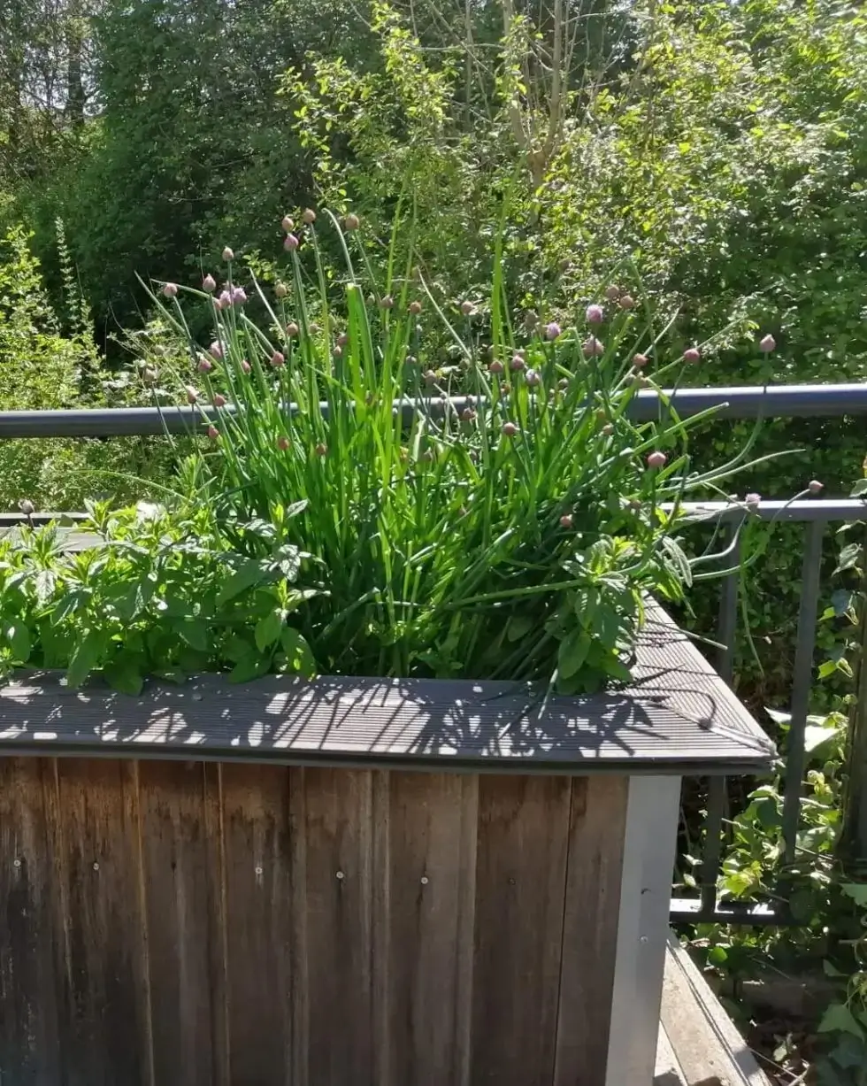 Kräuterpflanzen mit langen Stielen und kleinen Blüten in einem rechteckigen Pflanzkasten auf einer Terrasse mit Metallgeländer