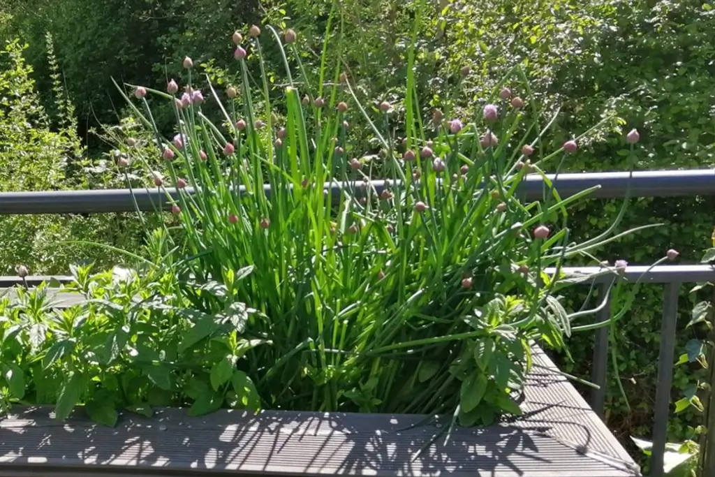 Kräuterpflanzen mit langen Stielen und kleinen Blüten in einem rechteckigen Pflanzkasten auf einer Terrasse mit Metallgeländer